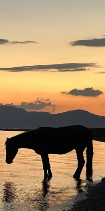 Лошадь пьет из озера Сон Куль на закате